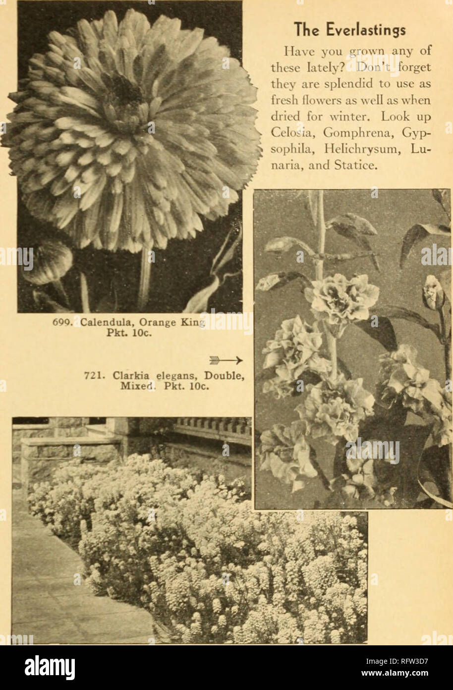 . Capitol city seeds for 1945. Nurseries (Horticulture) Catalogs; Bulbs (Plants) Catalogs; Vegetables Catalogs; Garden tools Catalogs; Seeds Catalogs. Canterbury Bells A., B. 708. Campanula medium. Single. Mixed. B. Beautiful bell-like flowers of blue. pink, and  hite in early summer.  splendid border plant. 2 ft. Pkt. 10c.; '4oz. -40c; 75c. 709. Annual Canterbury Bells. Mixed. A. Blooms in less than 5 months after sow ins; and bv successive plant- s' one can have Canterbury- Bells right up to frost. ixture of various shades of blue, pink, rose, and while. Pkt. 10c; V&gt;z- flOc; '.-«z. 51. Stock Photo