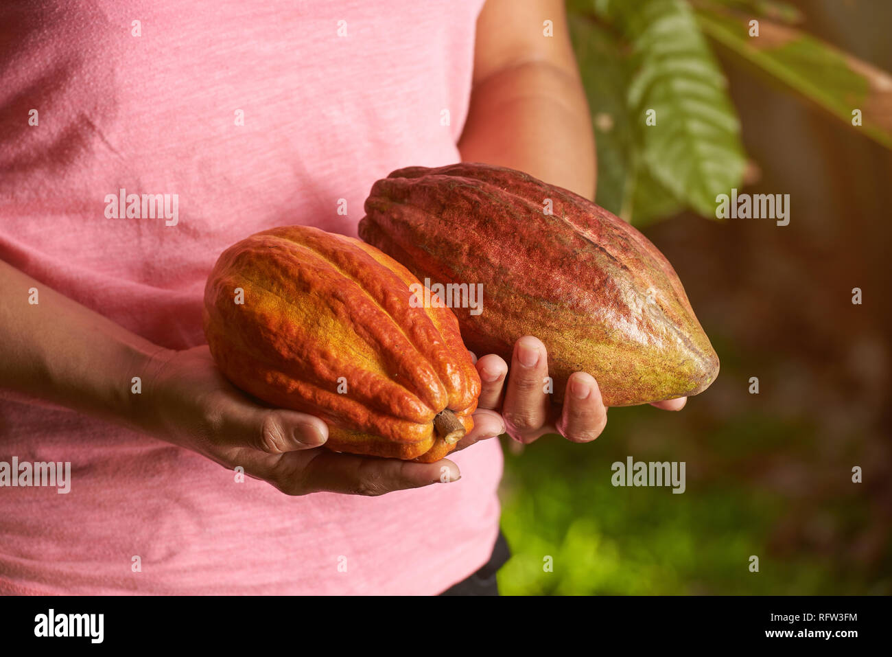 Bright colorful cacao fruit pods in woman hand Stock Photo Alamy