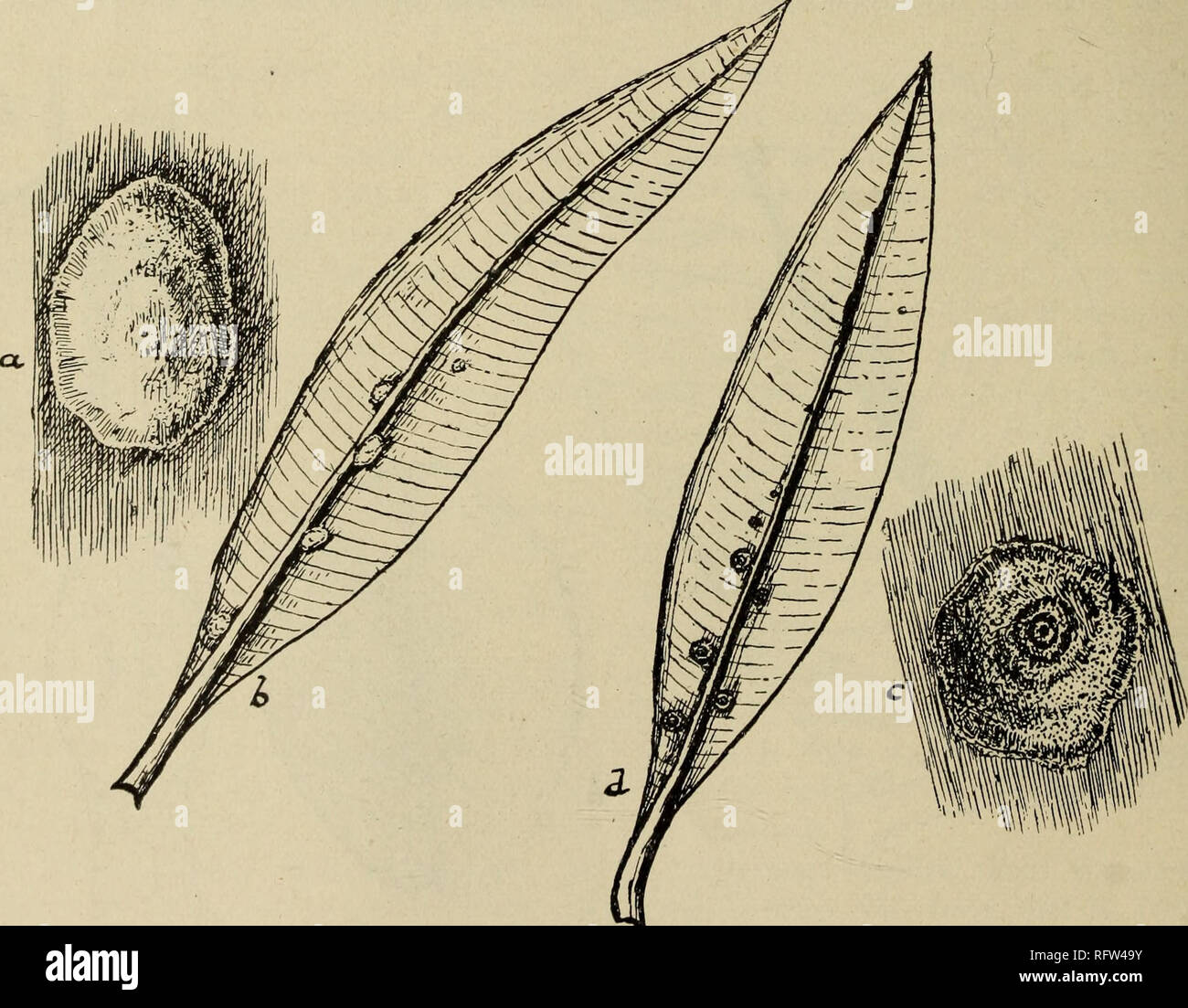 . The Canadian horticulturist. Fruit Growers' Association of Ontario