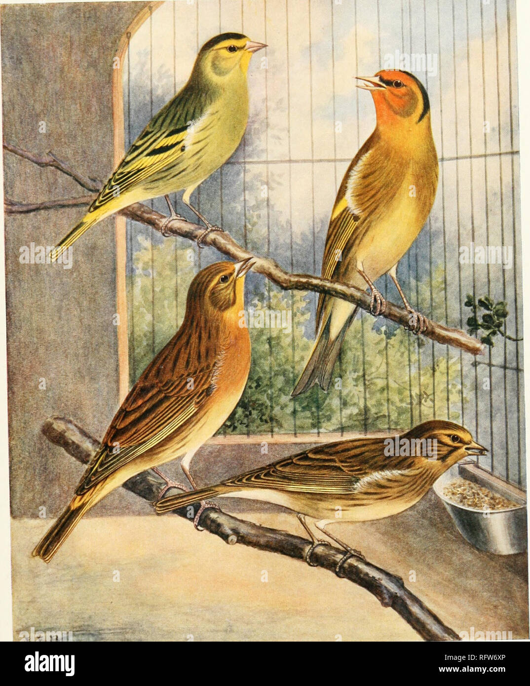 Canaries, hybrids, and British birds in cage and aviary. . Yellow Siskin  Yellow linnet DARK CANARY MULES Yellow goldfinch Buff Twite. Please note  that these images are extracted from scanned page