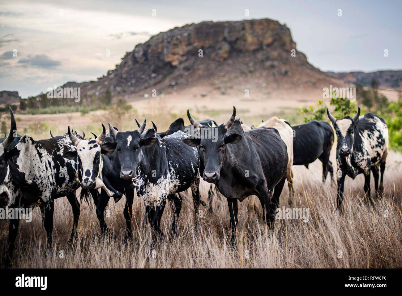 Zebu herd, Isalo National Park, Ihorombe Region, Southwest Madagascar, Africa Stock Photo