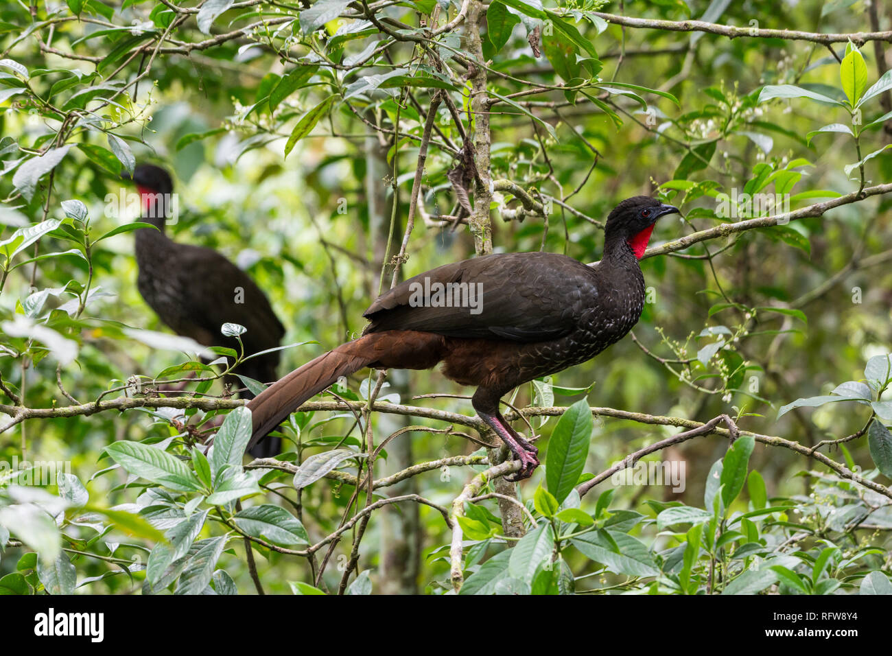 A pair of Crested Guans (Penelope purpurascens) in tropical forest. Costa Rica, Central America. Stock Photo
