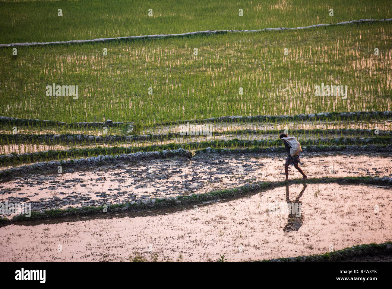 Rice paddy fields at sunser, near Ranomafana, Haute Matsiatra Region, Madagascar, Africa Stock Photo