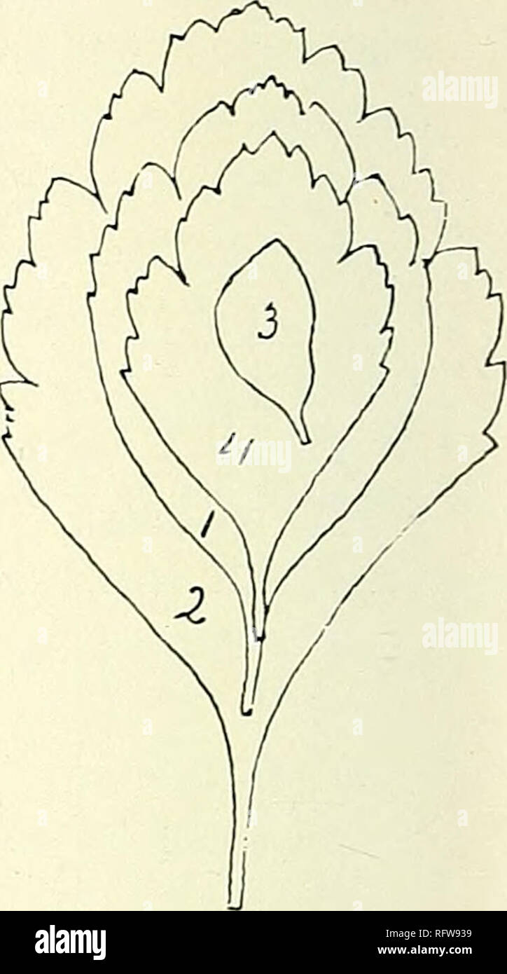 . The Canadian record of science. Natural history. Fig. 7. Spiraea trilobata vanhouttei. a. Leaves from a normal vege- tative shoot of the season, b. Leaves from a flowering branch ; 1-3 developed during the period of inflorescence ; 4-7 developed on lateral shoots of the flowering axis after the inflorescence had passed, x  of about 94 sq. cm. This latter may be taken as the typical size of the leaf for this region. But the same tree commonly produces leaves of yet larger size on the more vigorous shoots, especially the short branches arising from the main trunk where they get an excess of n Stock Photo