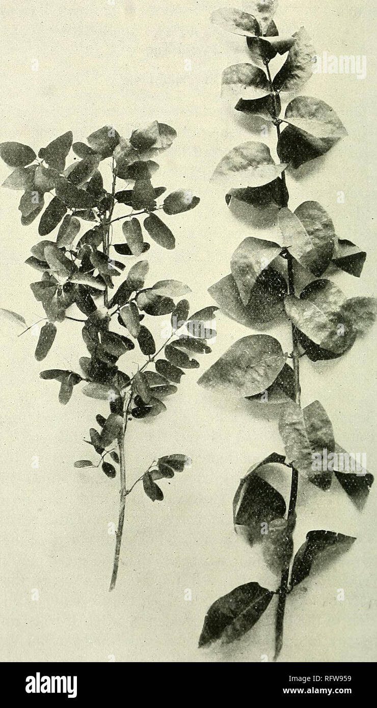 The Canadian record of science. Natural history. Fig. i. Lonicera  tartarica. a. Normal plagiotropic shoots with leaves of average form and  size. Growth of several seasons, b. A vigorous, ortho- tropic