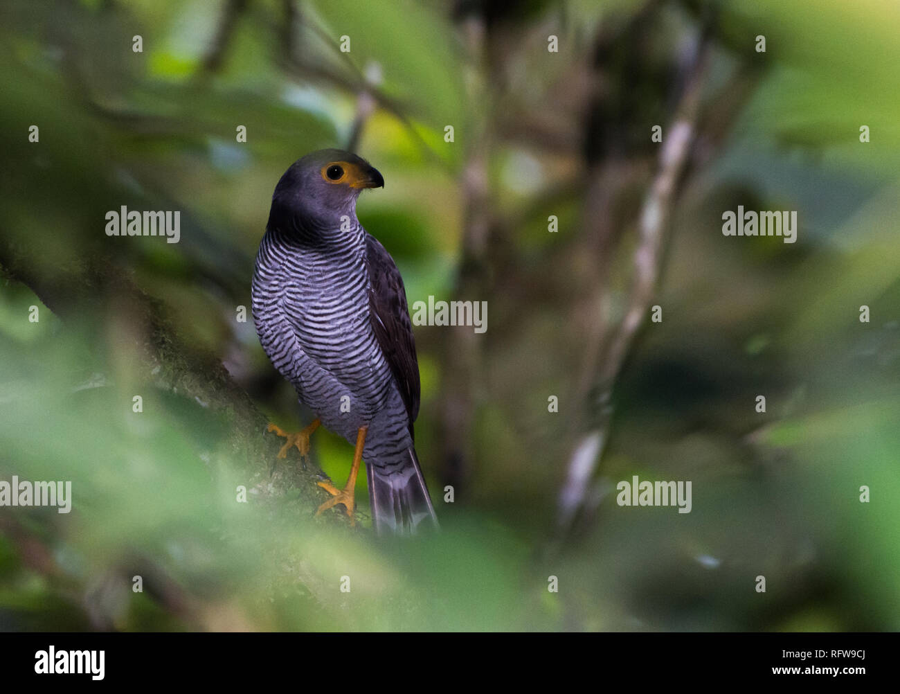 A Barred Forest-Falcon (Micrastur ruficollis) in dense tropical forest. Costa Rica Stock Photo