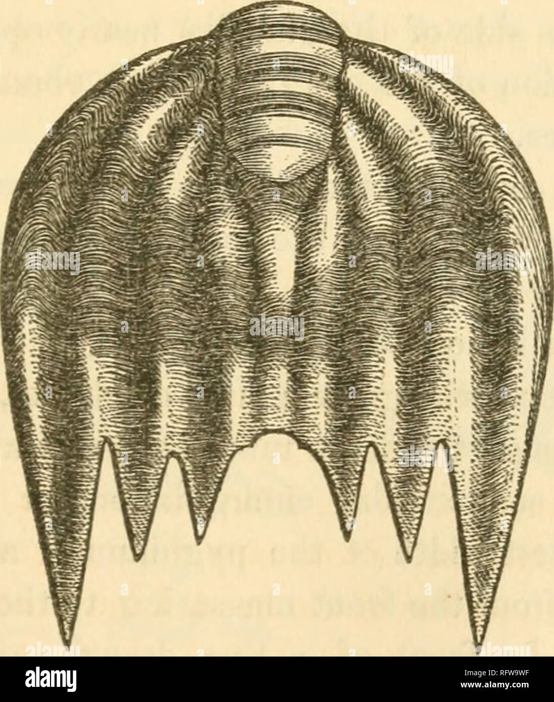 . The Canadian naturalist and geologist. Natural history -- Periodicals. Figure 5. Fig. 5.—Glabella and pygidiutn of D. magnificus. Description.—Eight or nine inches in length. Head large with a short broad obstusely conical depressed convex glabella in front of which there is a broad flat margin with from five to eight obscure radiating ridges. The neck furrow is represented by an obscure shallow groove which is visible in the middle two. Please note that these images are extracted from scanned page images that may have been digitally enhanced for readability - coloration and appearance of th Stock Photo