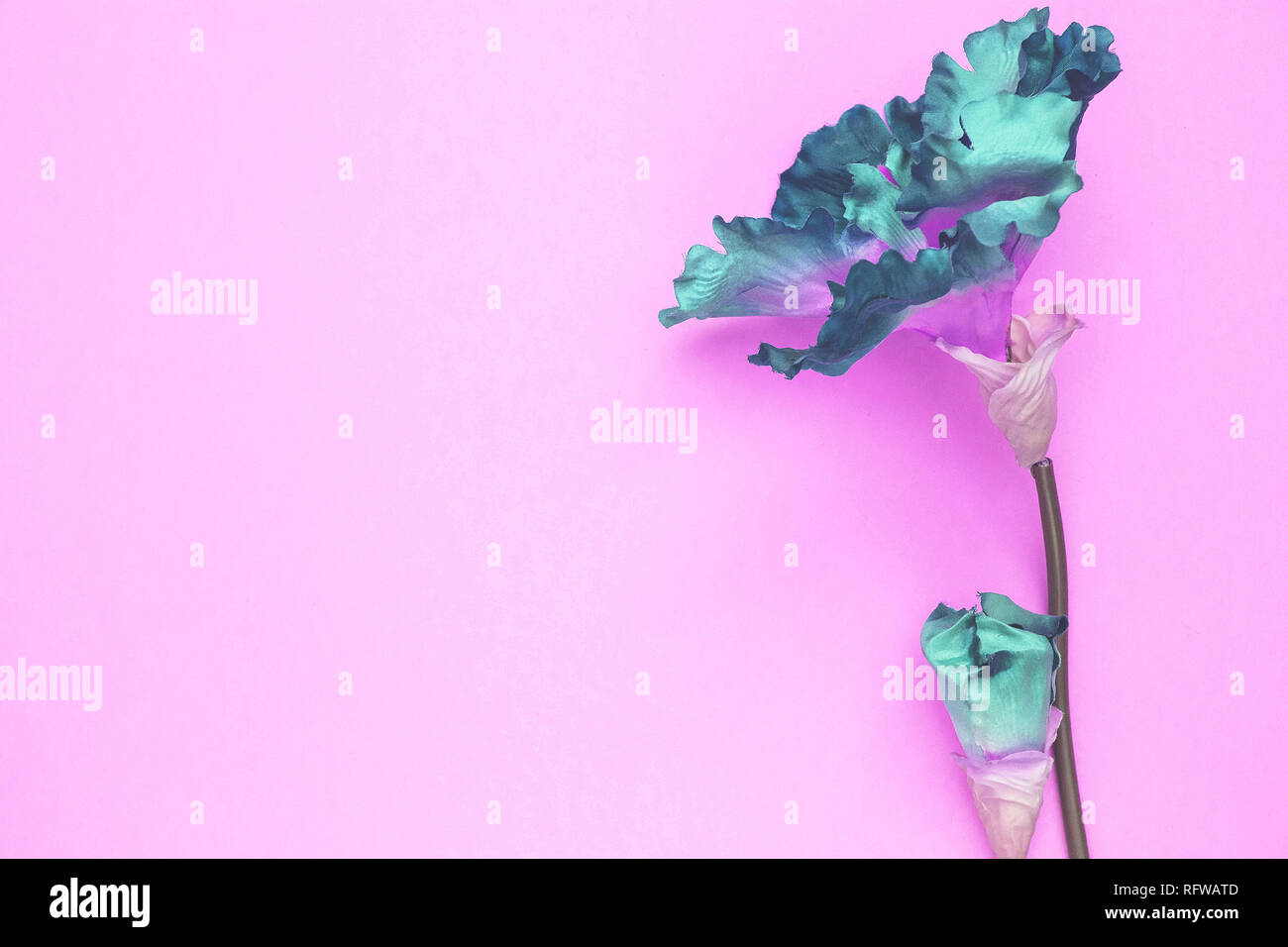 blue artificial flower solitary on a pink background, the top view ...