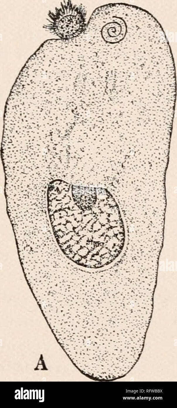 . Carnegie Institution of Washington publication. GYMNOSPERMS. '59 During the final stages in the development of the spermatozoid the proximal end of the pollen tube, which is still capped by the exine of the spore, grows downward into the prothallial cavity as in Zamia (Fig. 65, A). This cavity in Cycas, according to Ikeno, is filled with a watery fluid derived largely from the archegonia, and in which the spermatozoids swim on escaping from the pollen tube. Webber is of the opinion that in Zamia this fluid is derived largely from the pollen tube. The spermatozoids in Cycas, on escaping from  Stock Photo