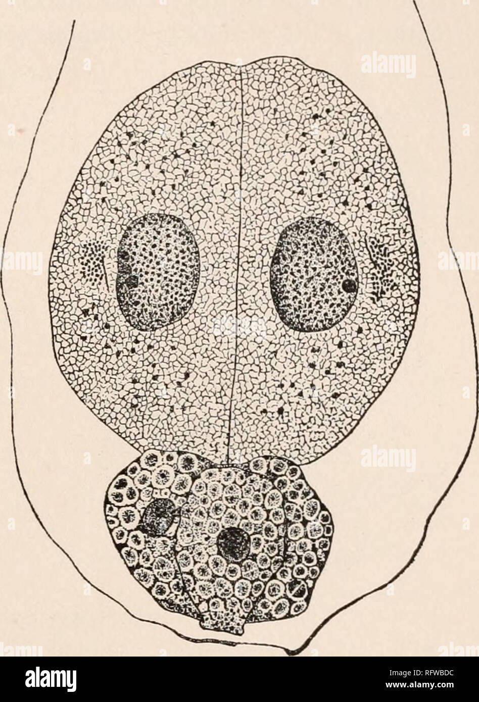 . Carnegie Institution of Washington publication. GYMNOSPERMS. '53 About the first of April the blepliaroplasts have reached nearly one- half the size they finally attain. They are more or less vacuolate, and the kinoplasmic radiations, which have become more abundant, extend in many instances quite to the plasma membrane of the cell. After further growth the generative cell divides into the two cells which develop into the two spermatozoids (Fig. 61, B, and Fig. 62). The blepharoplasts take no part in the division of the nucleus. Al- though their kinoplasmic radiations become fewer, they do n Stock Photo
