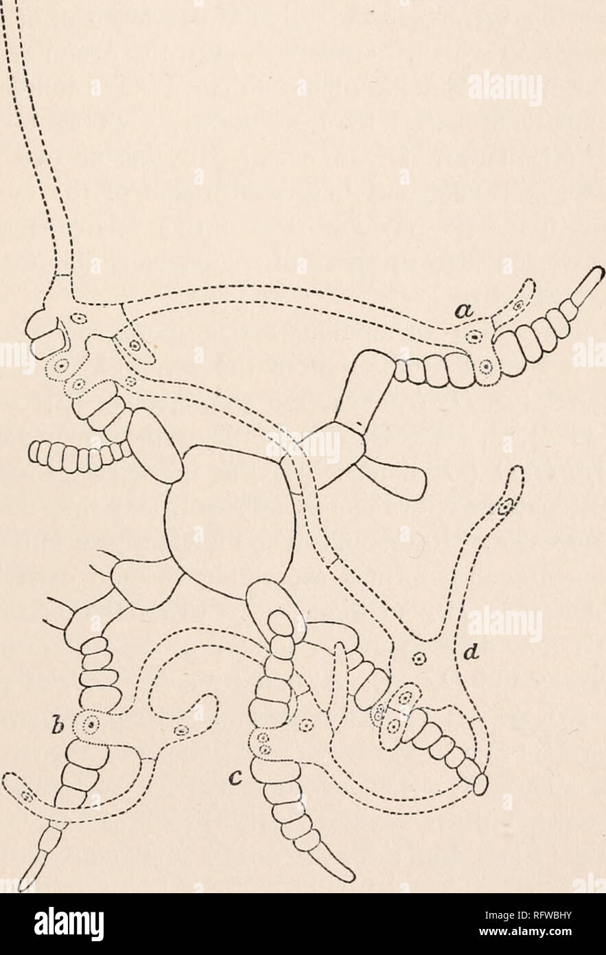 . Carnegie Institution of Washington publication. DUDRESNYA. 123 The development of the sporogenous filaments, their fusion with auxiliary cells, and the origin of cystocarps from the fusion cells will be more readily understood from the diagram in Fig. 49. At «, after n c. FIG. 49.—Diagram showing origin of sporogenous filaments and their union with various auxiliary cells in Dudrtsnya coccinea ; parts drawn by means of short dashes indicate trichogyne and sporogenous filaments, while the dots indicate the auxiliary cells ; a, b, c, d, places where sporogenous filaments have united with auxil Stock Photo