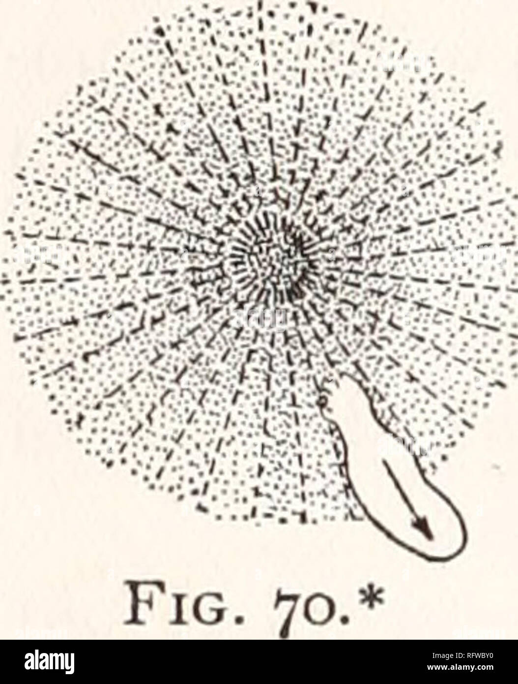 . Carnegie Institution of Washington publication. l88 THE BEHAVIOR OF LOWER ORGANISMS. posterior end ; the two turn to one side, and a pseudopodium starts out in a new place. If the stimulation took place at the anterior end and was limited to a small area, the new pseudopodium starts out at one side of the original anterior end ; the new course followed, therefore, forms only a slight angle with the former one (Fig. 71, a). But if the stimulus affects all of one side of the body, or a still greater portion of its area, pseudopodia are sent out on the opposite side ; the Amoeba then creeps dir Stock Photo
