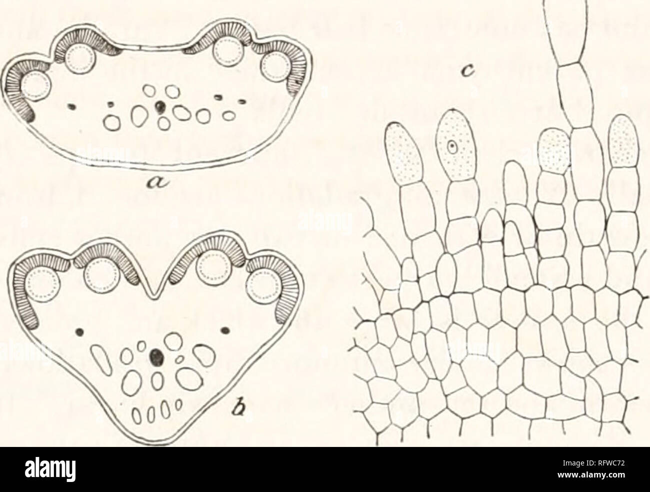 . Carnegie Institution of Washington publication. 84 THE WATERLILIES. The structure of the filament resembles that of the inner petals. The epidermis bears hair-bases, the parenchyma is made of soft, rounded cells, and air-spaces are present. There are one to three or more longitudinal vascular bundles. The mature anther is covered by a single layer of square cells, a little deeper than wide, with thickened inner and lateral walls ; the outer wall is unthickened. The anther cells are parallel and introrse, with longitudinal dehiscence (Fig. 37, a, b}. In Lotos and Brachyceras the division betw Stock Photo