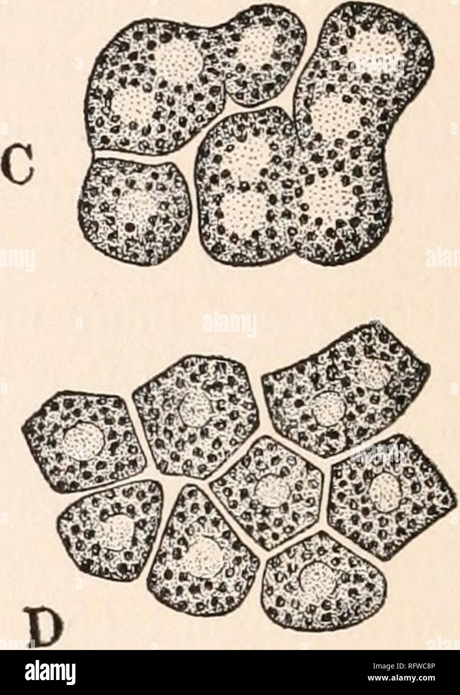 . Carnegie Institution of Washington publication. . FIG. 18.—Cell-cleavage in Hydrodictyon utriculatum.—(After Klebs.) A, cell showing cleavage furrows at early stage in the process; «, place in protoplasm free from chlorophyll. B, sausage-shaped protoplasts formed in early stage of cleavage. C, two protoplasts similar to those in B, showing manner of further cleavage. D, final result of the cleavage. contains a single nucleus. In this manner the entire protoplast is divided into uninucleated spores or gam- etes, as the case may be. Judging from Strasburger's account of the process in Ulothrix Stock Photo