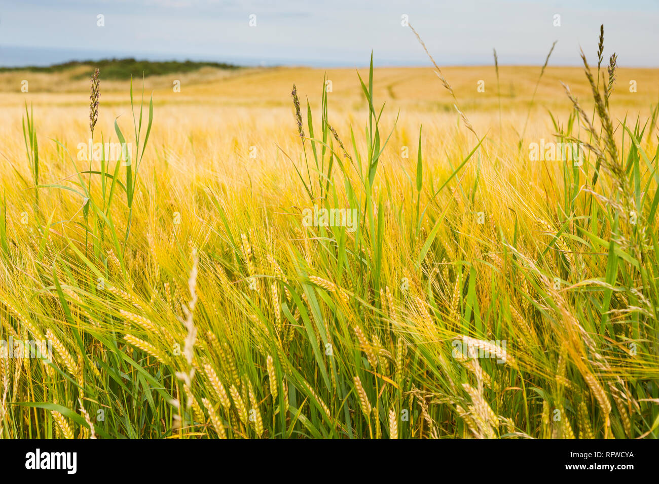 A field of Barley above the Moray Firth in Aberdeenshire Scotland Stock Photo