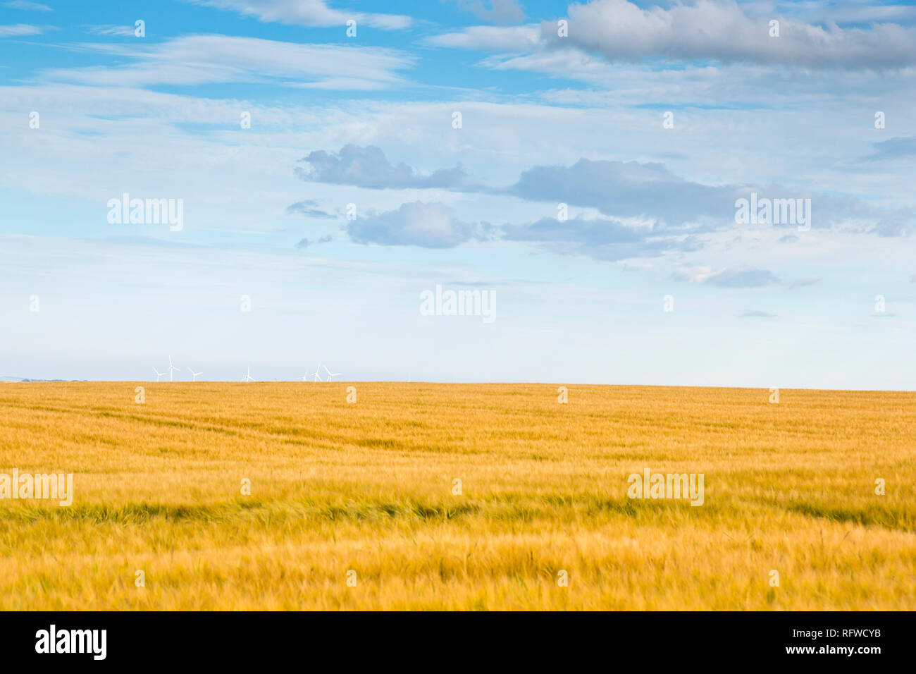 Fields of Barley above the Moray Firth near Findlater Castle in Aberdeenshire Scotland Stock Photo