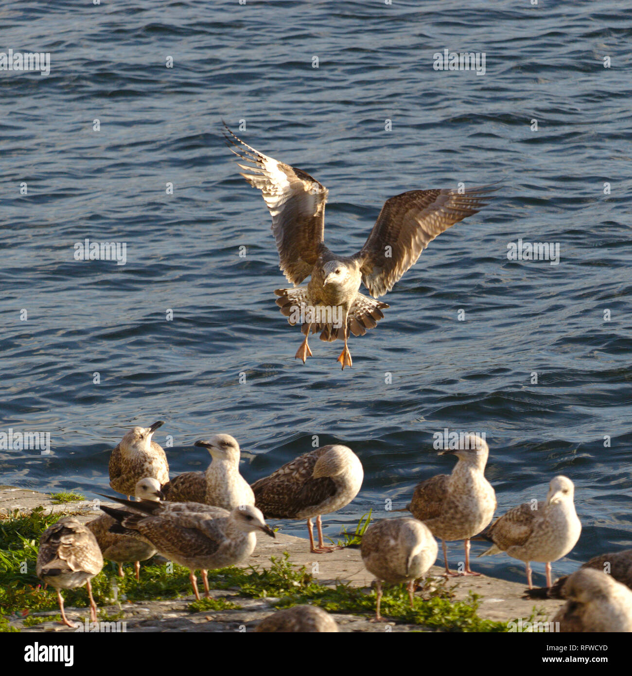 The moment before a seagull lands at the riverside. Stock Photo