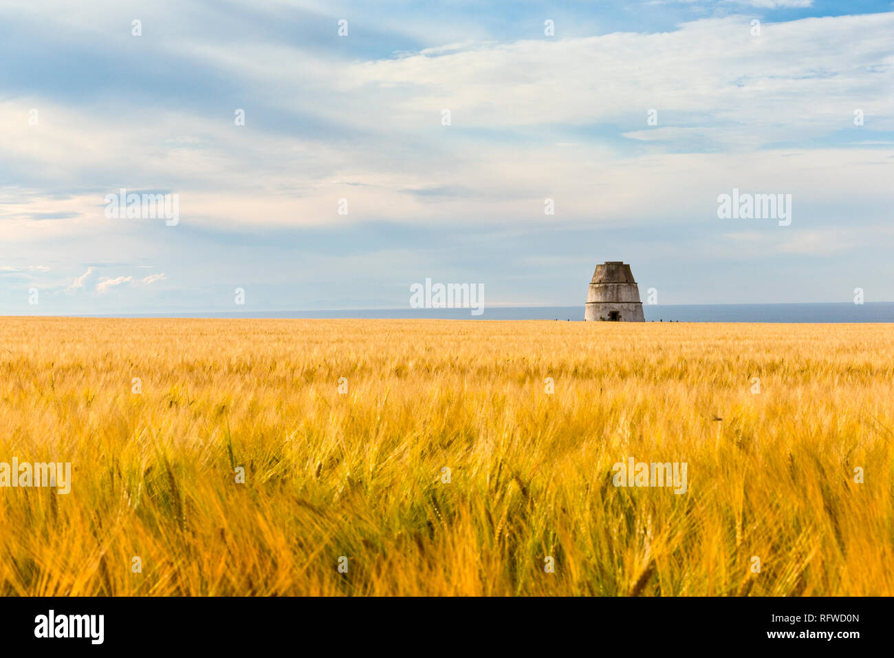 View of a Dovecote beyond a field of Barley at Findlater Castle above the Moray Firth near Cullen in Aberdeenshire Scotland Stock Photo