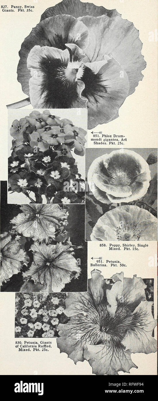 . Capitol city seeds for 1958. Nurseries (Horticulture) Catalogs; Bulbs (Plants) Catalogs; Vegetables Catalogs; Garden tools Catalogs; Seeds Catalogs. Poppies A., P. ANNUAL VARIETIES 752. California Poppy Mixed (Eschscholtzia). A. Easily grown annuals to be sown where they are to re- main and thinned to stand 12 inches apart. Do not try to transplant them. Plants are low and spreading, with fine-cut foliage. Blooms all summer. Colors include carmine and orange-scarlet, as well as the usual white, yellow and orange. Pkt. 10c; Hoz- 75c; oz. $1.25. 857. Sweet Briar. A double Shirley with flowers  Stock Photo