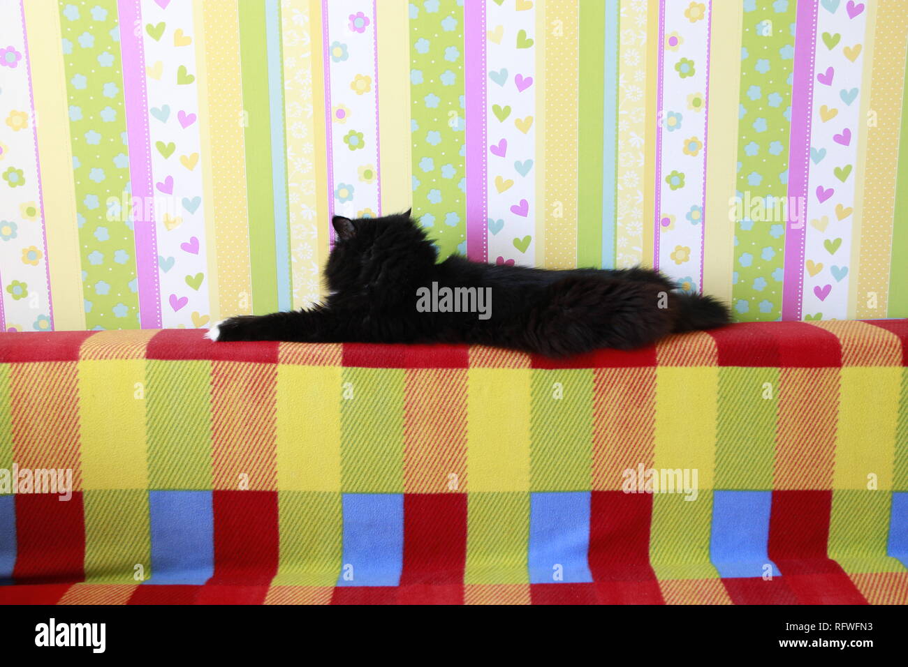 Lazy black cat laying on colored back of sofa. Black and white cat laying down lazy paws up on sofa. Vivid element of design Stock Photo