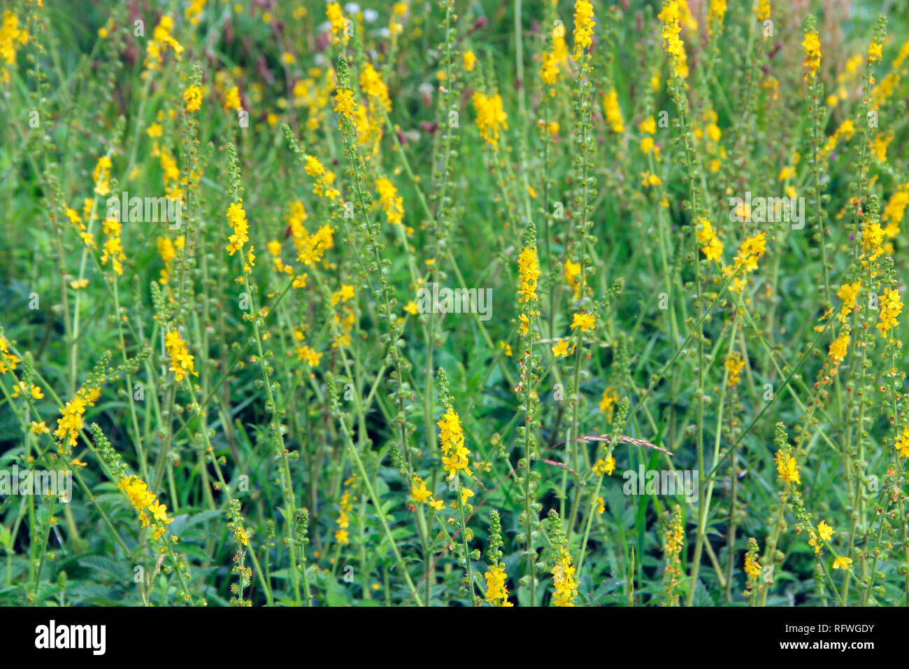 Yellow flowers of Agrimonia eupatoria blossoming in field. Herbal plant common agrimony Agrimonia eupatoria. Common agrimony yellow flowers close up.  Stock Photo