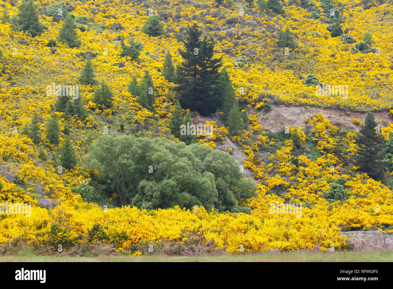 Common broom in bloom on the South Island of New Zealand. Lake Tekapo, South Island, New Zealand Stock Photo
