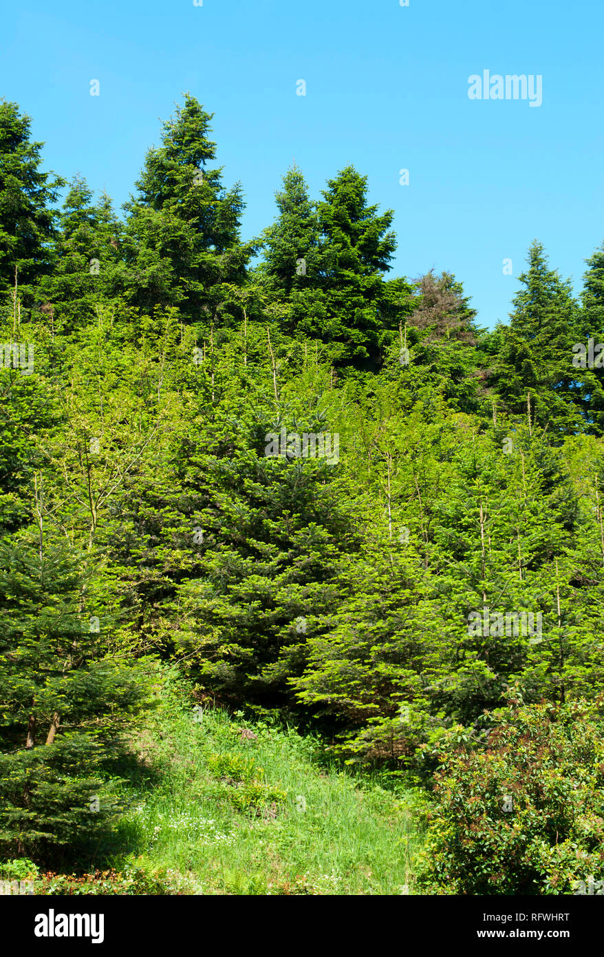 Pine forest in summer time Stock Photo - Alamy