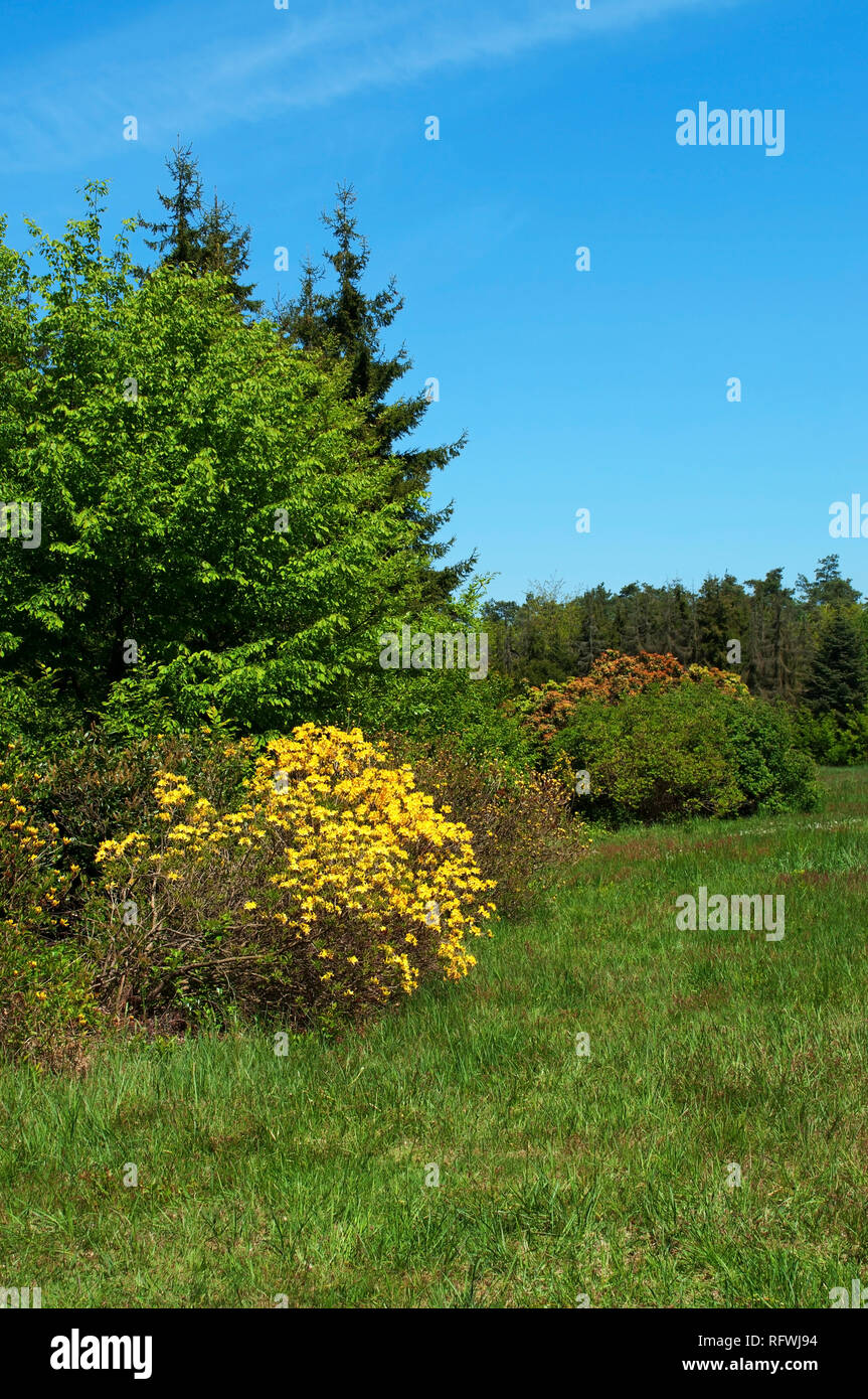 Spring meadow and forest landscape, Hungary Stock Photo