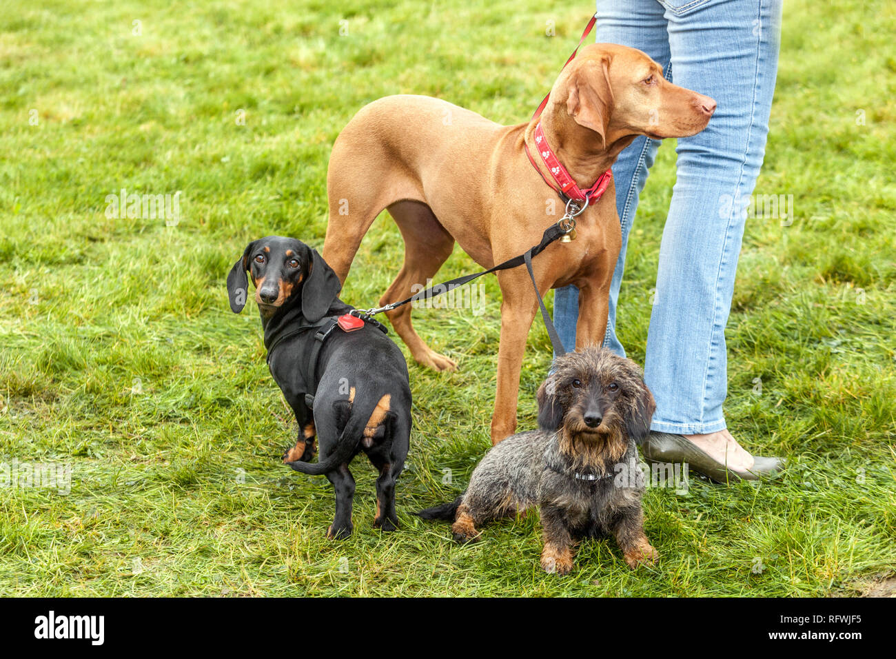 Woman with three dogs on leash Stock Photo