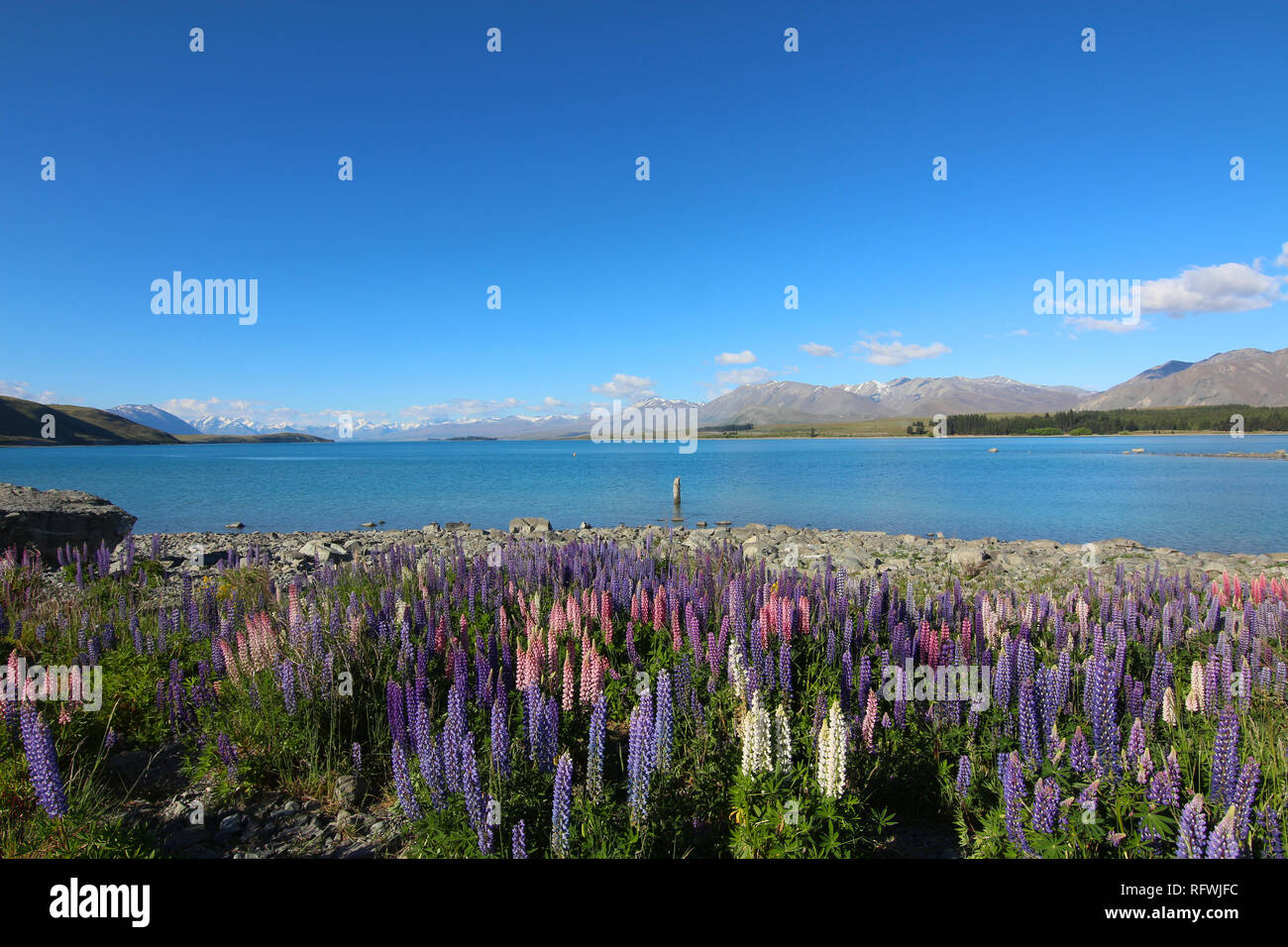 Lupinus polyphyllus, Lake Tekapo, New Zealand. Lupine is an invasive species in New Zealand Stock Photo