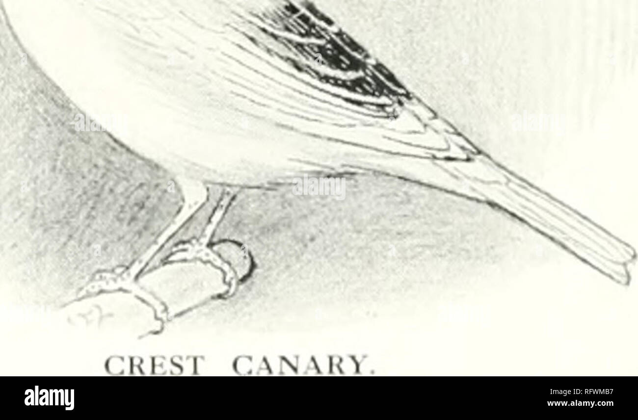 Canaries Hybrids And British Birds In Cage And Aviary Crestbred Canary Sliould Be Red In All Cases Of Blind Ness Pearl Eyed Birds Quot A Further Stage Of Albinism Quot Have