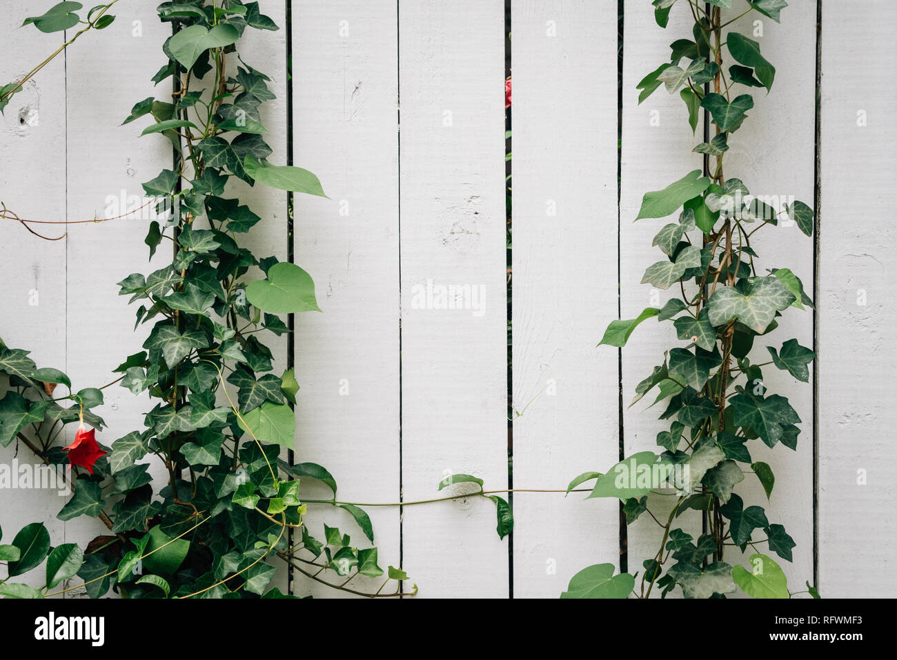 Ivy on a fence hi-res stock photography and images - Alamy