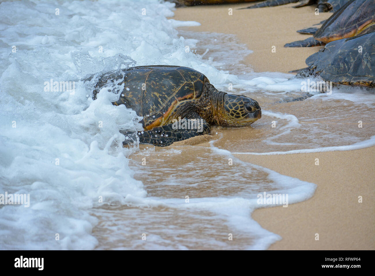 Baby Sea Turtle Hatch Shell High Resolution Stock Photography and ...