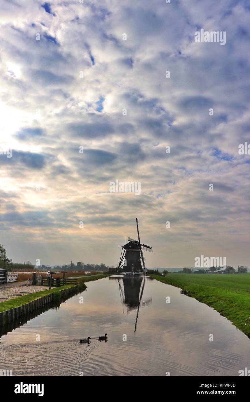 Two ducks swim quietly in front of the iconic windmill of Stompwijkse Vaart, near The Hague, Holland, reflected in the still mill pond, or polder. Stock Photo