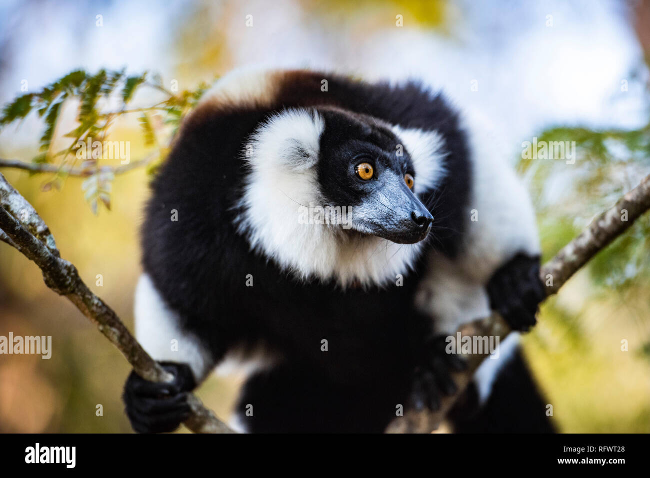 Black and White Ruffed Lemur (Varecia variegata), endemic to Madagascar, Andasibe, Africa Stock Photo