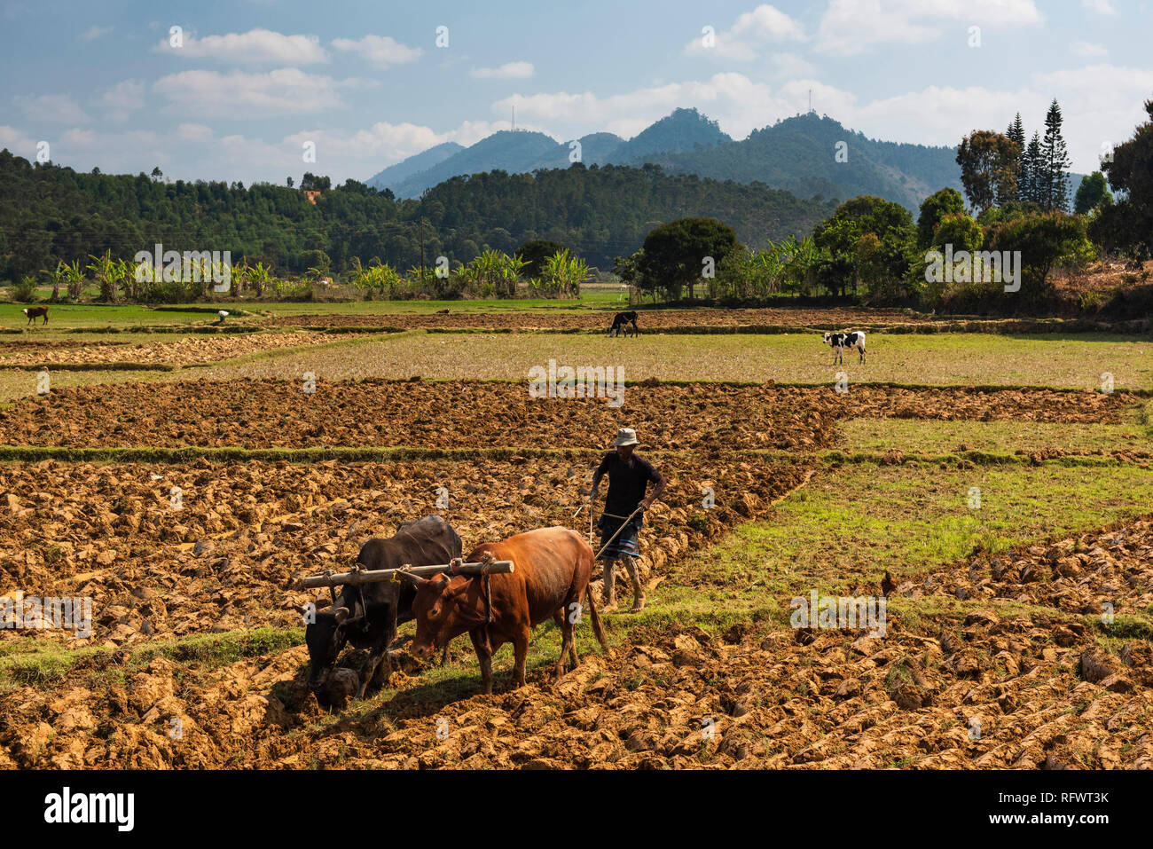Rice paddy field worker farming near Andasibe, Madagascar, Africa Stock Photo