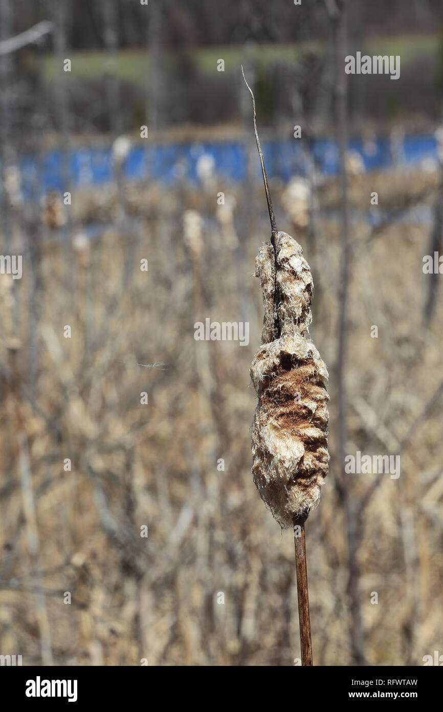 Quebec,Canada. a close up shot of a common Bulrush in early spring. Stock Photo