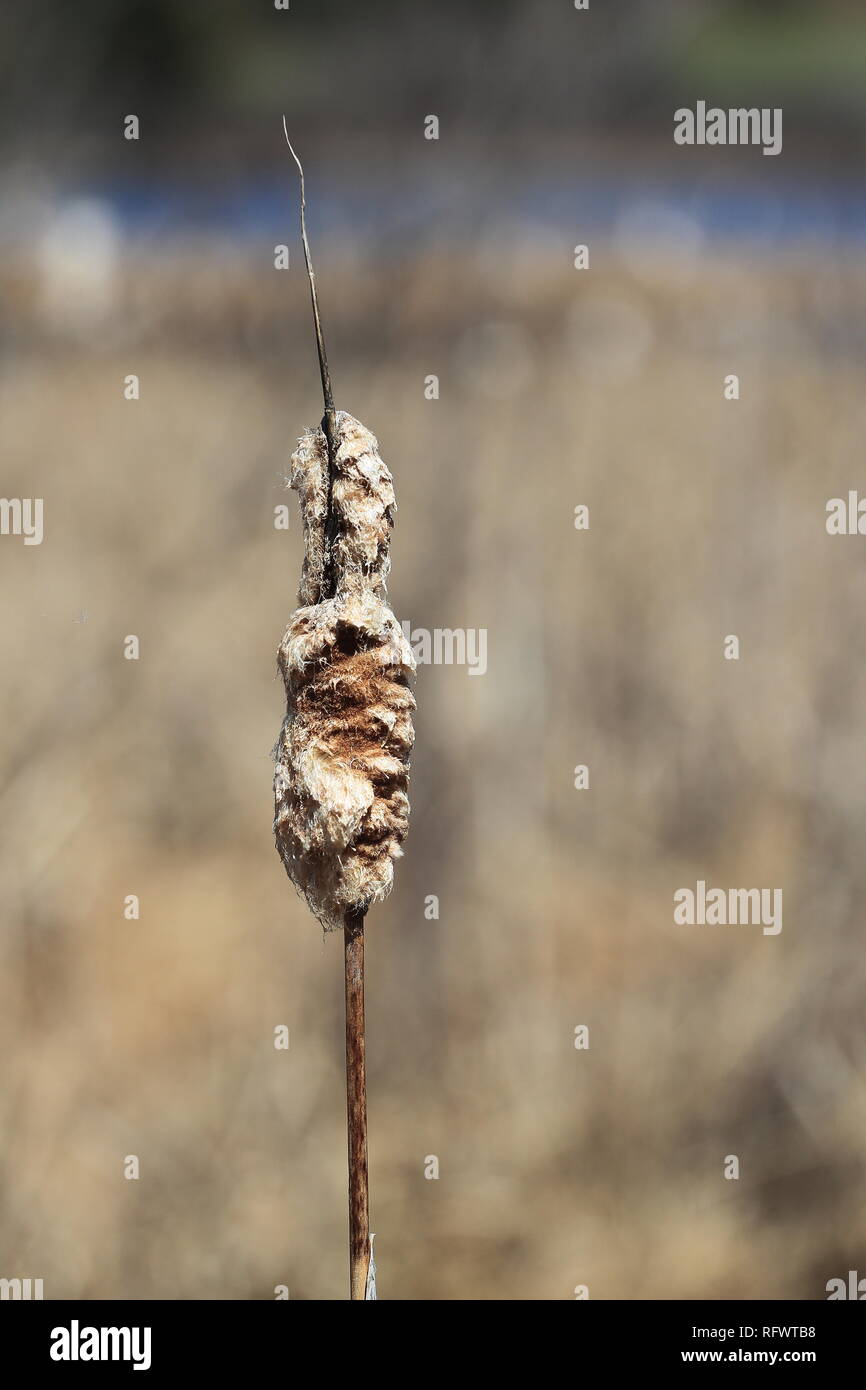 Common wetland plant hi-res stock photography and images - Alamy