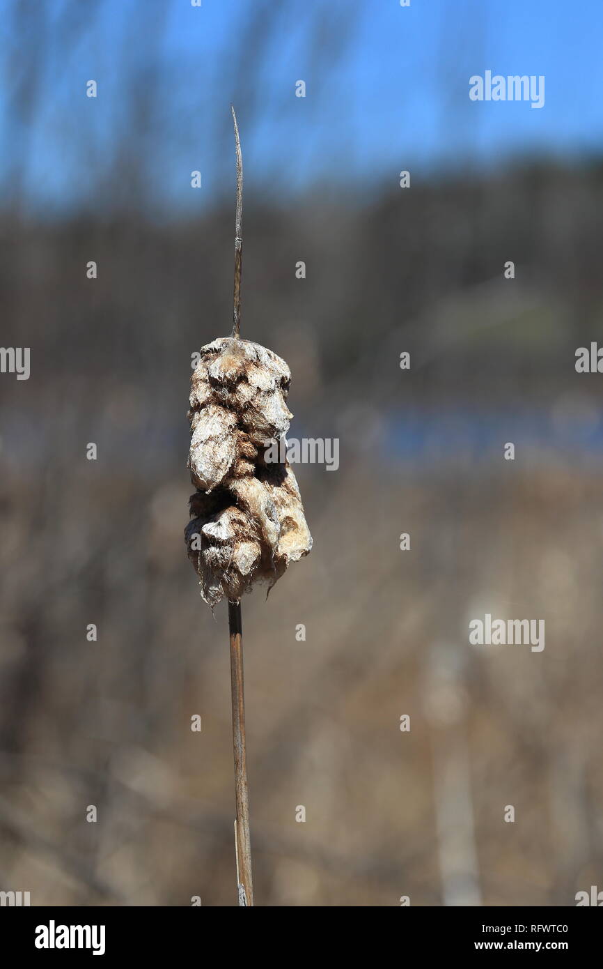 Bulrush spring hi-res stock photography and images - Alamy