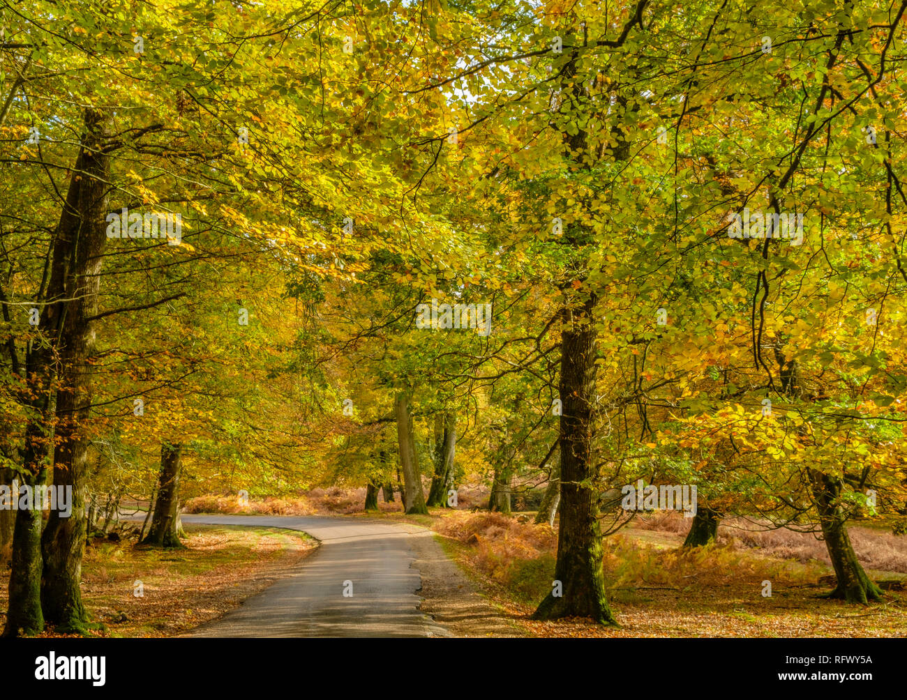 Beech trees and bracken in autumn colour along the Ornamental Drive