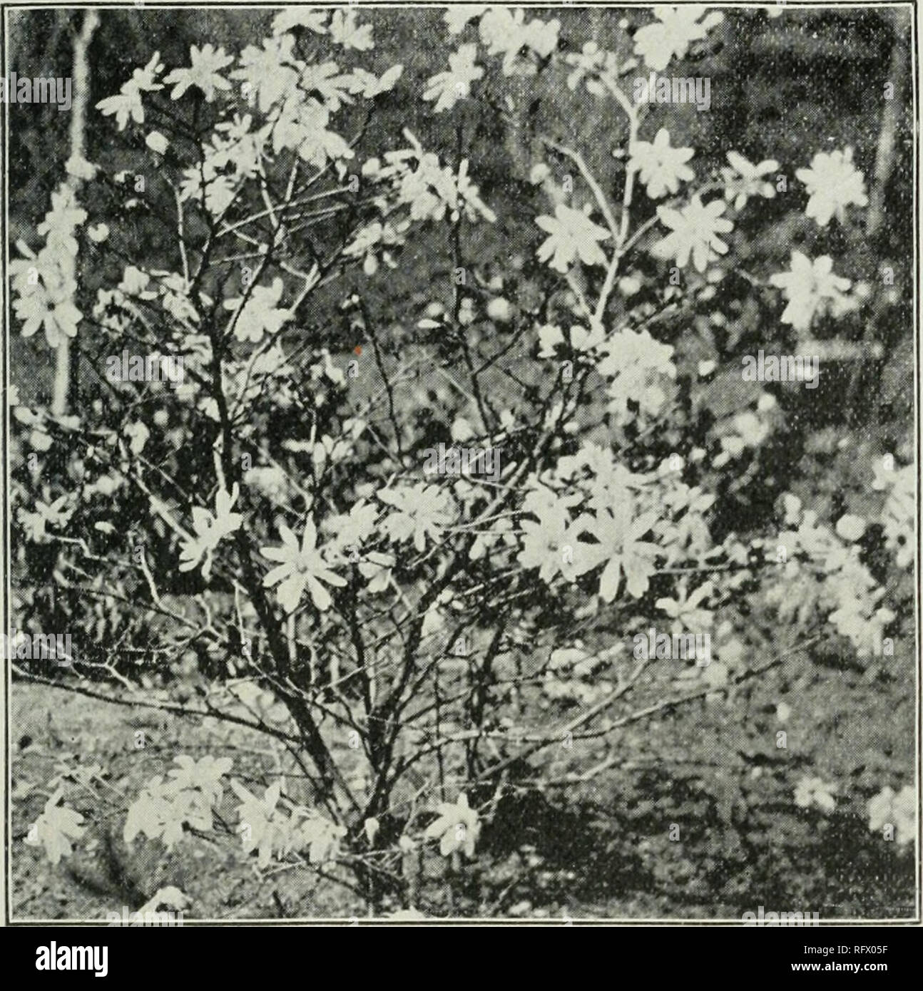 . The Canadian horticulturist [monthly], 1901. Gardening; Canadian periodicals. MAGNOLIA STELLATA. '55, ers are scarce, makes them of value also to the commercial florist. But for the busy or inexperienced plant-lover, where little care and attention can be given their culture, or where they are depended upon entirely to beautify the garden or to produce a supply of cut flowers, annuals and biennials have often proved to be only a source of disap- pointment and failure. Hamilton. W. Hunt. MAGNOLIA STELLATA.. Fig. 204 ur. Magnolia Stellata. HE above is a picture of Hall's Japan Magnolia (Hallea Stock Photo
