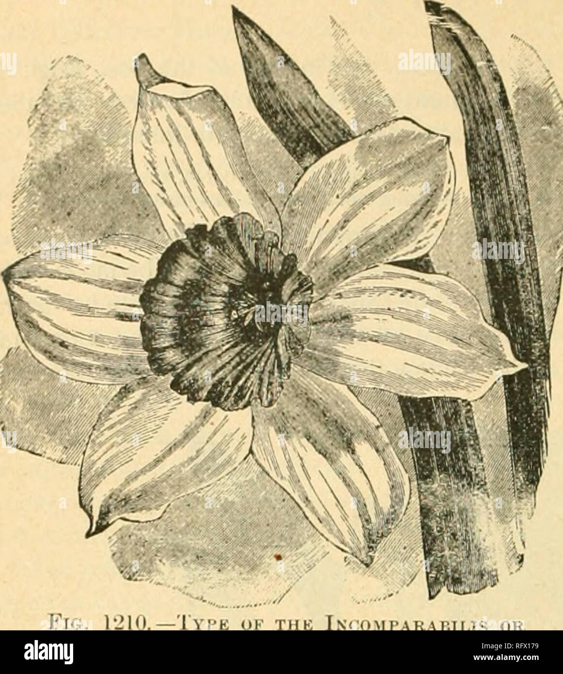 . The Canadian horticulturist [monthly], 1897. Gardening; Canadian periodicals. NAJ^C/SSUS.. -1m&gt;E of TUb IN( 0MI'AR1 II IS OK Pekble&gt;s Daffodils. less Daffodils often closely resemble the above, many hybrids of the trumpet section are included with these. The Trumpet is always much shorter ; more in the form of a cup. The Polyanthus Narcissus are the varieties of N. Tazetta or the bunch- flowered section. The Poets Narcissus are all those which have pure white perianths and a distinct red or purple rim to the crown or cup. Narcissus Jonquilla is the pretty little Jonquils so favorably  Stock Photo