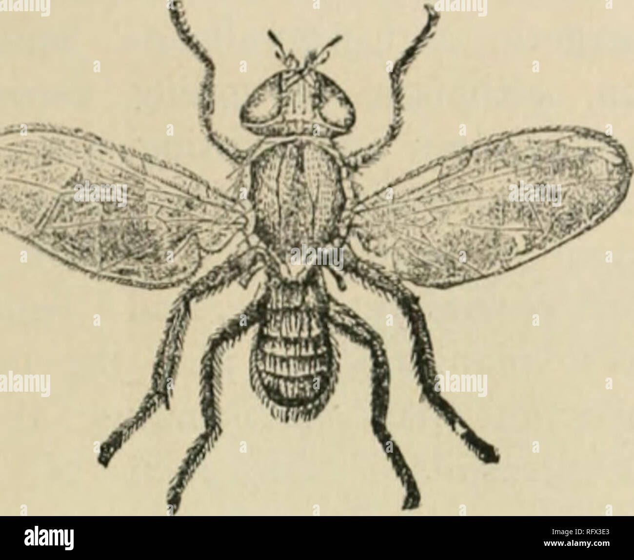 . The Canadian horticulturist [monthly], 1889. Gardening; Canadian periodicals. The Canadian Horticulturist. is 1-5 inch. The fly appears in the latter part of summer, and deposits its eggs, which soon hatch out into a small footless larva, from -ig to '27 inches in length, of yellowish white. or greenish tinge. At that time of the year the application of Paris green would he unsafe, as the apples are about mature; and hence the only means of checking them which suggests itself is by pasturing witli sheep or pigs, which would eat up the infested fruit. When this larva is full grown it leaes t Stock Photo