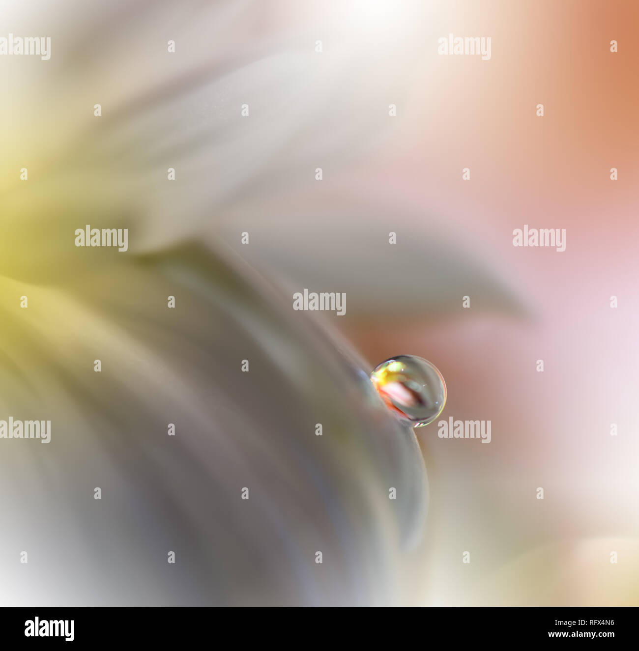 Abstract Macro Photo With Water Drops Amazing Colorful Wallpaper Orange Colors Beautiful Nature Background Extreme Close Up Floral Art Spring Nature Stock Photo Alamy