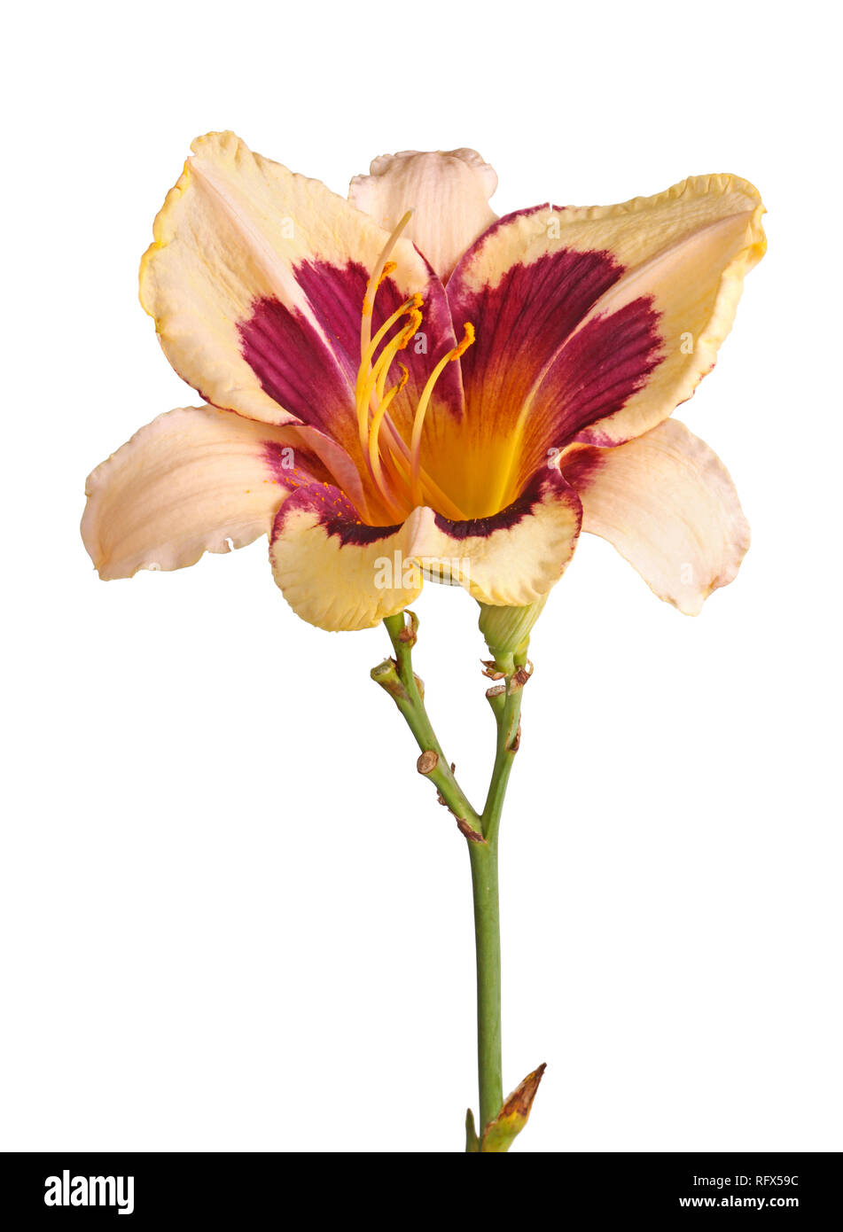 Single stem with a misformed cream and maroon daylily flower (Hemerocallis hybrid) isolated against a white background Stock Photo