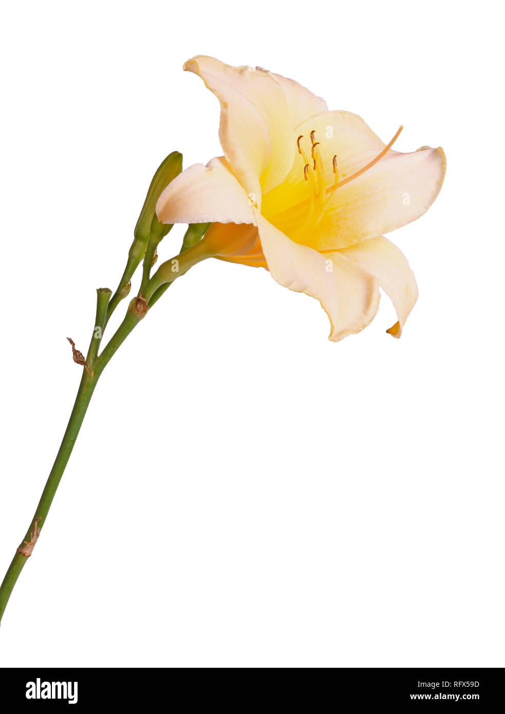 Side view of a single stem with a pink and yellow daylily flower (Hemerocallis hybrid) plus unopened buds isolated against a white background Stock Photo