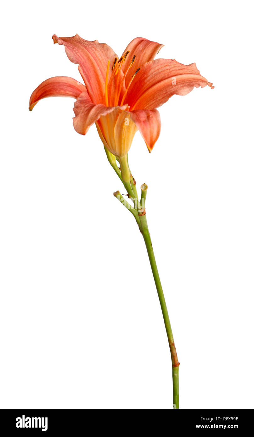 Single stem with a pink daylily flower (Hemerocallis hybrid) isolated against a white background Stock Photo