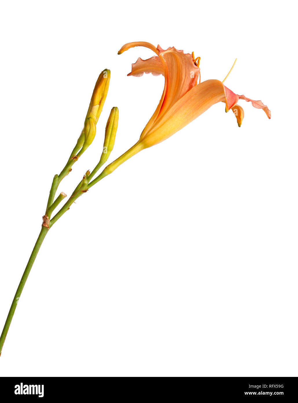 Side view of a single stem with a pink and yellow daylily flower (Hemerocallis hybrid) plus unopened buds isolated against a white background Stock Photo