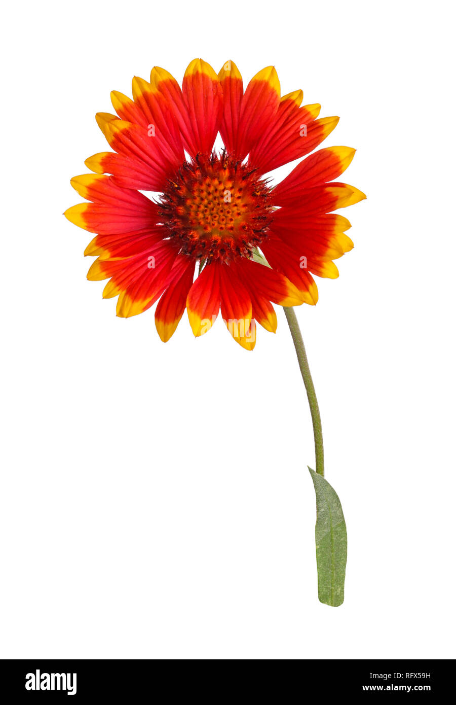 Red and yellow flower of the perennial Indian blanketflower, also known as sundance or firewheel, a hybrid with the scientific name Gaillardia grandif Stock Photo