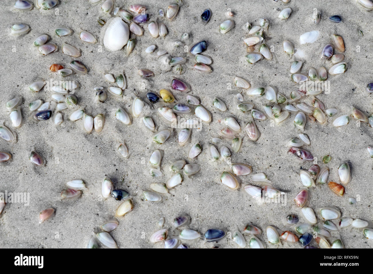 Live coquina or bean clams (Donax variabilis) digging into wet sand of Lighthouse Beach on Sanibel Island, Florida Stock Photo
